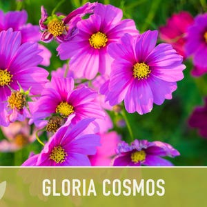 Cosmos, Gloria Heirloom Flower Seeds - Cut Flowers, Butterfly Garden, Pollinator Friendly, Non-GMO image 6