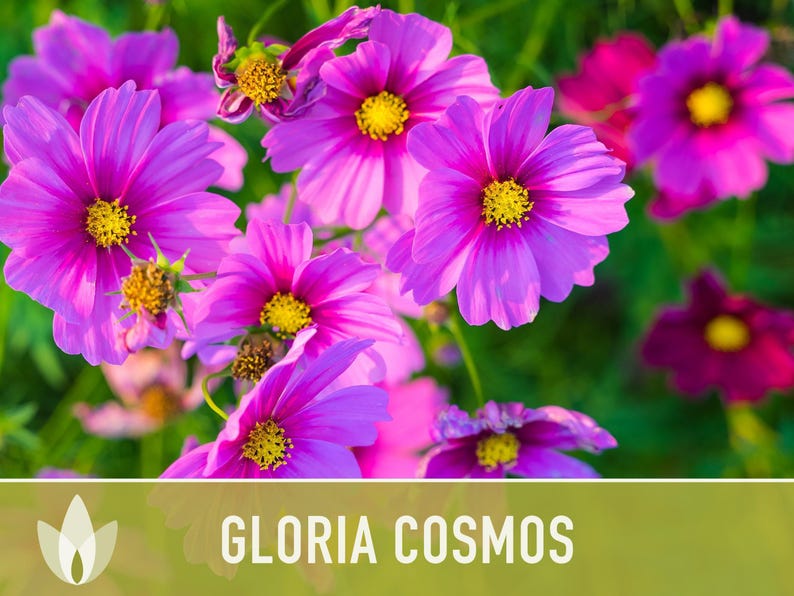 Cosmos, Gloria Heirloom Flower Seeds - Cut Flowers, Butterfly Garden, Pollinator Friendly, Non-GMO image 6