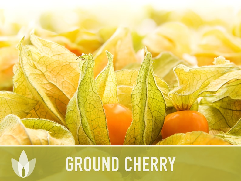 Tomatillo Ground Cherry Husk Tomato Seeds Cape Gooseberry Etsy