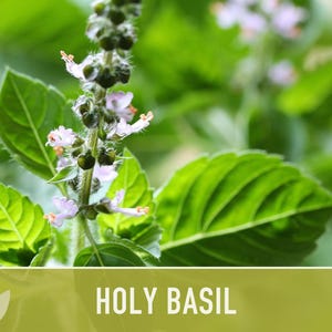 Holy Basil, Tulsi Heirloom Herb Seeds - Culinary Herb, Non-GMO, Open Pollinated imagem 8