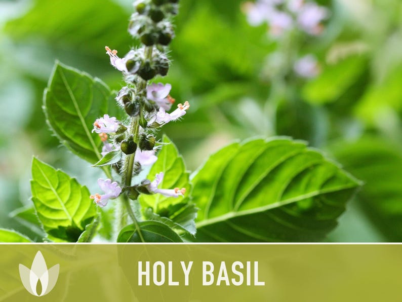 Holy Basil, Tulsi Heirloom Herb Seeds - Culinary Herb, Non-GMO, Open Pollinated imagem 8