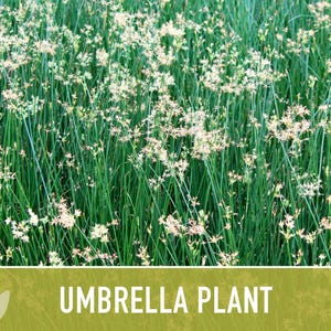 Umbrella Plant Seeds - Non-GMO Heirloom Cyperus Alternifolius image 11