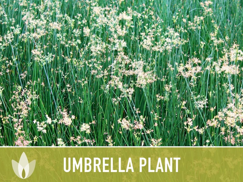 Umbrella Plant Seeds - Non-GMO Heirloom Cyperus Alternifolius image 11