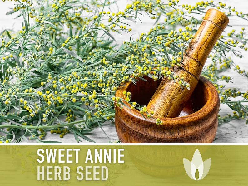 Sweet Annie Herb Seeds Heirloom Seeds, Sweet Wormwood, Chinese Wormwood, Sagewort, Asian Seeds, Artemisia Annua, Open Pollinated, Non-GMO image 5