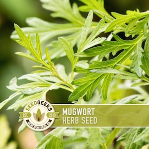 a close-up view of lush green leaves, with a logo for Mugwort Herb Seed in the background.
