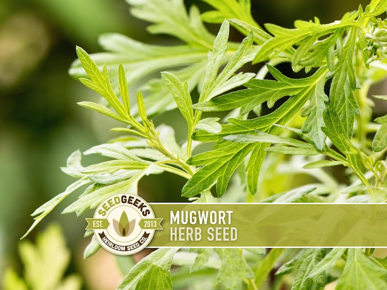 a close-up view of lush green leaves, with a logo for Mugwort Herb Seed in the background.