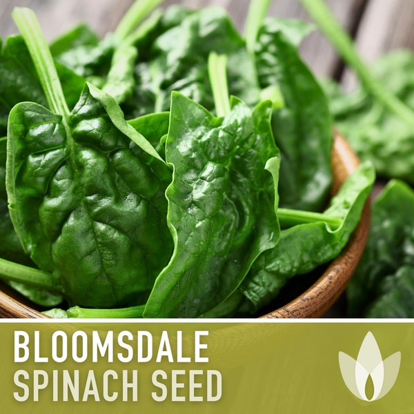 Bloomsdale Spinach Heirloom Seeds - Cool Season Greens, Slow to Bolt, Container Garden, Fresh Salad Greens, Open Pollinated, Non-GMO