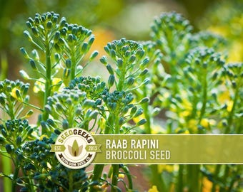 Broccoli Raab Rapini Heirloom Seeds