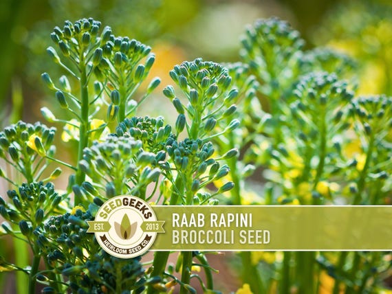 Broccoli Raab Rapini Heirloom Seeds