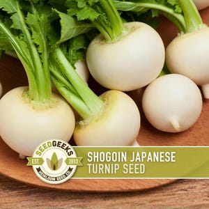 Shogoin Japanese Turnip Heirloom Seeds - Root Vegetables, Fall Garden, Microgreens, Container Garden, Non-GMO Bild 1
