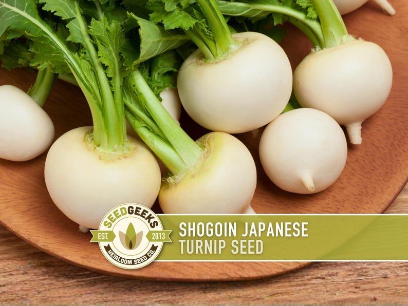 Shogoin Japanese Turnip Heirloom Seeds - Root Vegetables, Fall Garden, Microgreens, Container Garden, Non-GMO Bild 1