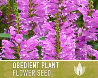 Obedient Plant Flower Seeds - Heirloom Seeds, False Dragonhead, Native Wildflowers, Cut Flowers, Deer Resistant, Open Pollinated, Non-GMO