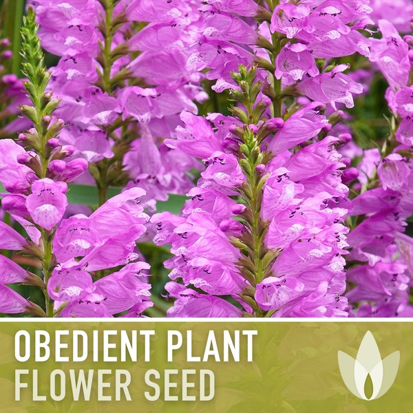 Obedient Plant Flower Seeds - Heirloom Seeds, False Dragonhead, Native Wildflowers, Cut Flowers, Deer Resistant, Open Pollinated, Non-GMO