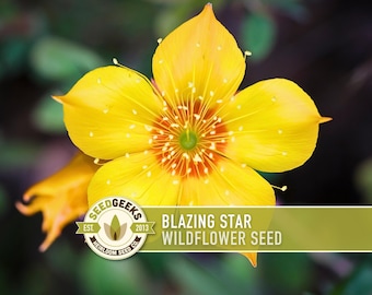 Blazing Star Flower Seeds - Golden Bartonia, Native Wildflower