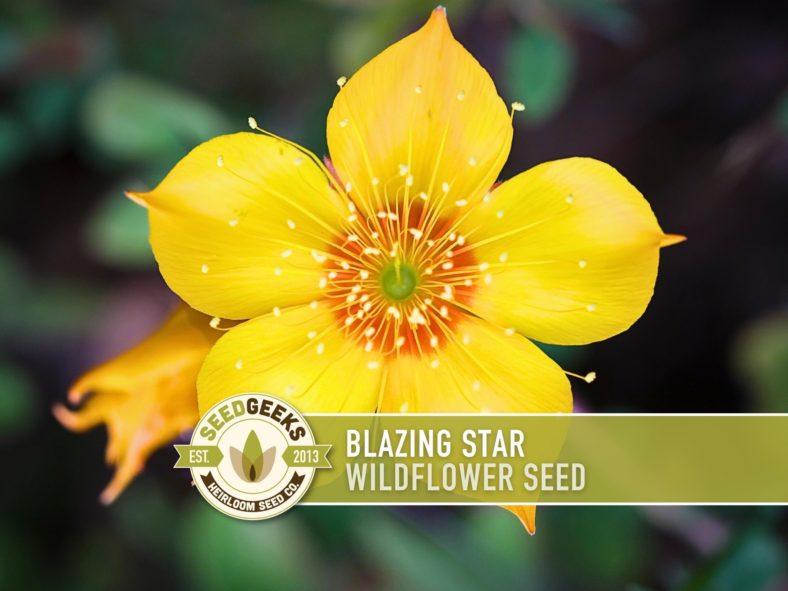 Blazing Star Flower Seeds - Golden Bartonia, Native Wildflower