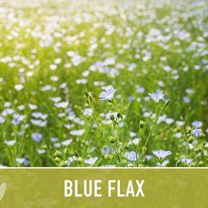 Blue Flax Wildflower Heirloom Seeds, Flower Seeds, Wildflower image 5