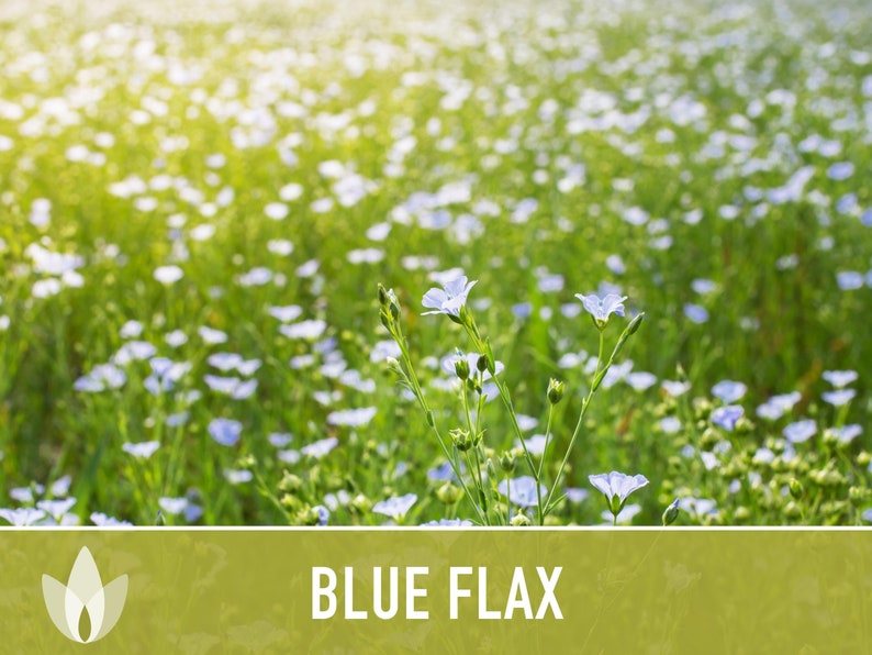 Blue Flax Wildflower Heirloom Seeds, Flower Seeds, Wildflower image 5