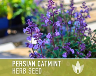Persian Catmint Herb Seeds - Heirloom Seeds, Nepeta Mussinii, Catnip Cousin, Medicinal Herb, Ornamental Plant, Open Pollinated, Non-GMO