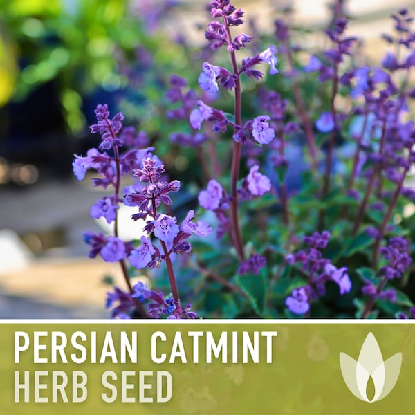 Persian Catmint Herb Seeds - Heirloom Seeds, Nepeta Mussinii, Catnip Cousin, Medicinal Herb, Ornamental Plant, Open Pollinated, Non-GMO