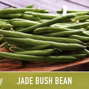 Jade Bush Bean Heirloom Seeds Non-GMO, Open Pollinated, Untreated image 9