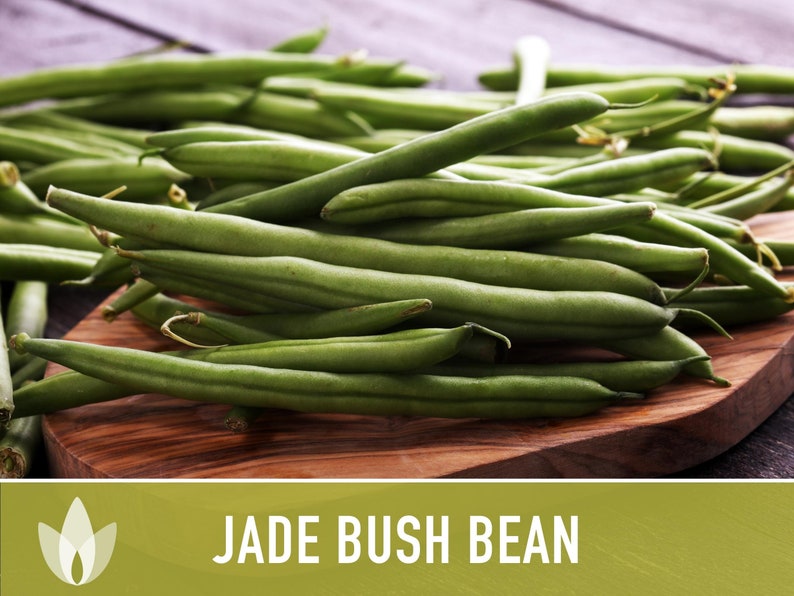 Jade Bush Bean Heirloom Seeds Non-GMO, Open Pollinated, Untreated image 9