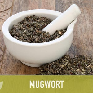 Mugwort Organic Medicinal Herb Seeds, Artemisia Vulgaris, Heirloom, Non-GMO image 6