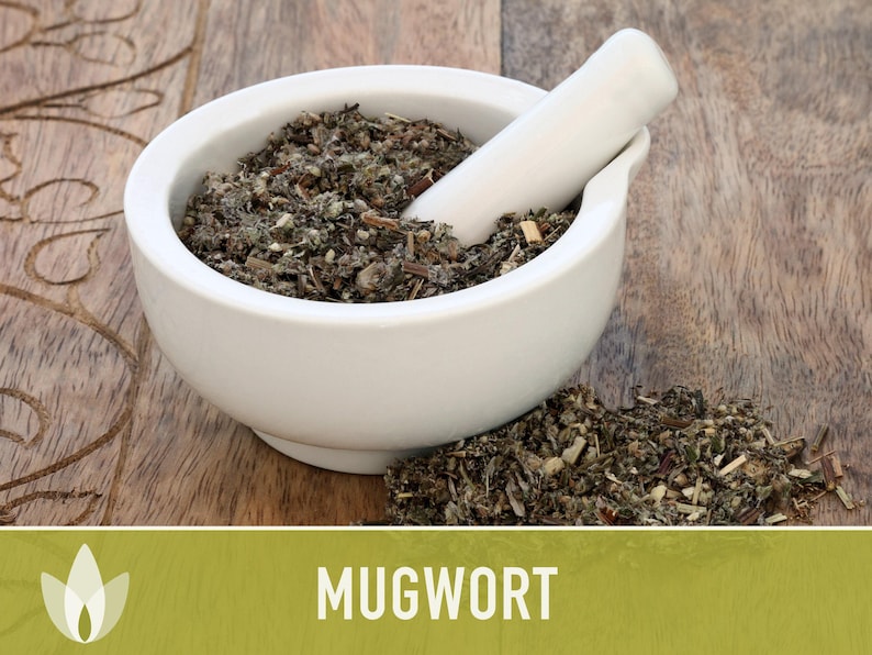 Mugwort Organic Medicinal Herb Seeds, Artemisia Vulgaris, Heirloom, Non-GMO image 6