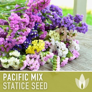 Statice, Pacific Mix Flower Seeds - 50 Heirloom Seeds, Elegant Dried Bouquets, Florist Staple, Annual Statice, Limonium Sinuatum, Non-GMO