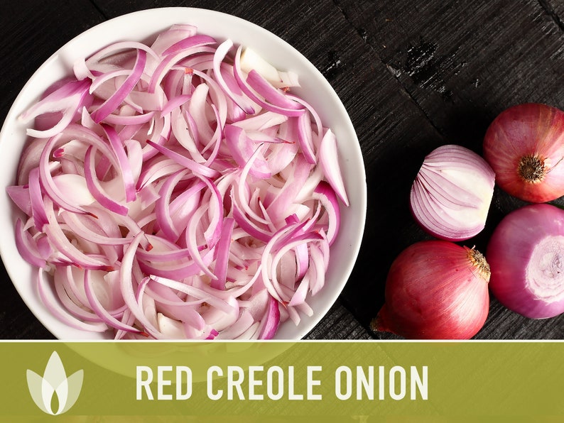 Red Creole Onion Heirloom Seeds Short Day, Open Pollinated, Non-GMO image 4