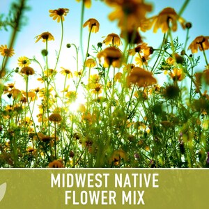 Midwest Native Wildflower Seeds Mix, Heirloom image 7