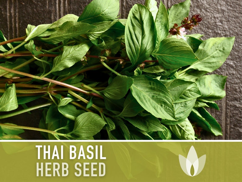 Thai Basil Herb Heirloom Seeds image 2