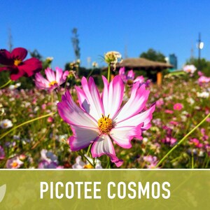 Picotee Cosmos Flower Seeds - Heirloom Flowers, Cut Flowers, Butterfly Garden, Pollinator Friendly, Non-GMO image 9