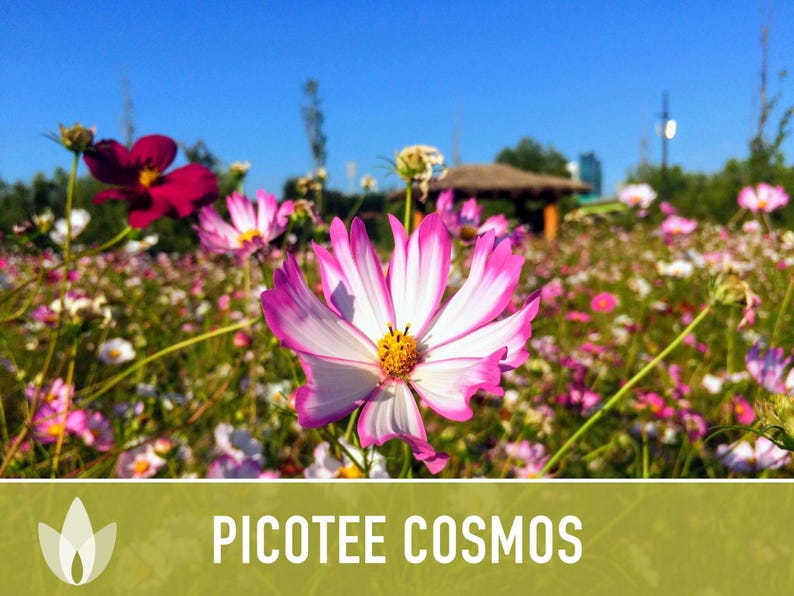 Picotee Cosmos Flower Seeds - Heirloom Flowers, Cut Flowers, Butterfly Garden, Pollinator Friendly, Non-GMO image 9