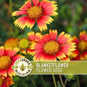 May include: Close-up of vibrant Blanketflower blooms with red and yellow petals and a yellow center. The flowers are in full bloom against a blurred green background. The image includes the text "BLANKETFLOWER FLOWER SEED".