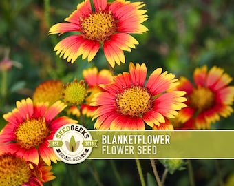 Blanketflower Seeds - Gaillardia Aristata, Native Wildflower, Pollinator Friendly
