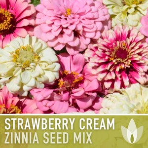 Zinnia, Strawberry Cream Mix Heirloom Seeds - Flower Seeds, Flower Mix, Lemon Zinnia, Mixed Zinnia, Wedding Flowers