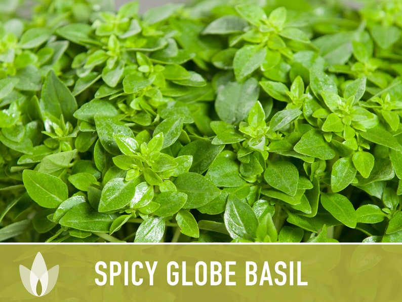 Spicy Globe Basil Seeds Dwarf Basil Greek Basil Heirloom Etsy