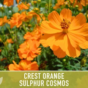 Crest Orange Sulphur Cosmos Seeds, Pollinator Friendly, Non-GMO image 5