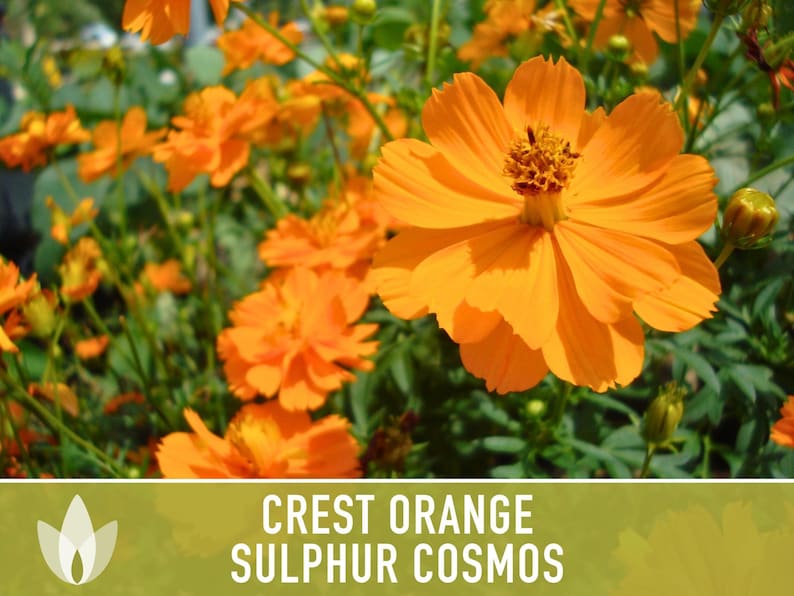 Crest Orange Sulphur Cosmos Seeds, Pollinator Friendly, Non-GMO image 5