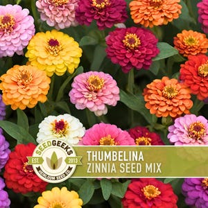 May include: A vibrant mix of colorful Zinnia flowers in shades of pink, red, orange, yellow, and purple. The image includes a logo that reads "SEED GEEKS" and the text "THUMBELINA ZINNIA SEED MIX".