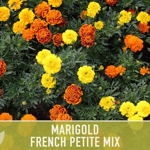 Marigold French Petite Mix Dwarf Flower Seeds - Heirloom Seeds, Flower Mix, Pollinator Friendly, Bee Garden, Non-GMO