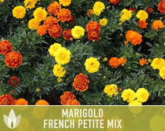 Marigold French Petite Mix Dwarf Flower Seeds - Heirloom Seeds, Flower Mix, Pollinator Friendly, Bee Garden, Non-GMO