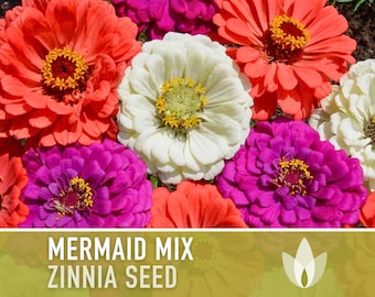 Zinnia, Mermaid Mix Flower Seeds - Graines d'héritage, Mélange tropical, Pollinisateurs, Fleurs coupées, Fleurs de mariage, Non-OGM