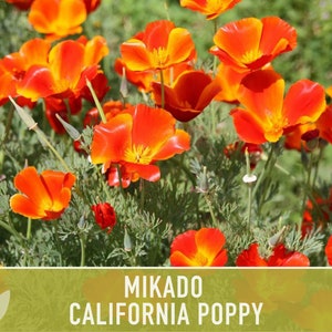 Mikado California Poppy Heirloom Seeds Flower Seeds, Cool Weather Seeds, Flowers, Flower Mix, California image 2