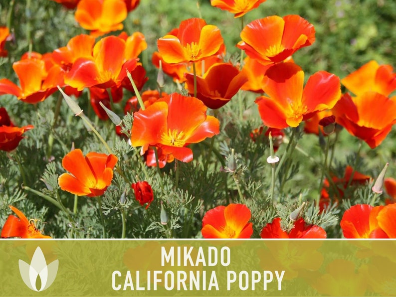 Mikado California Poppy Heirloom Seeds Flower Seeds, Cool Weather Seeds, Flowers, Flower Mix, California image 2