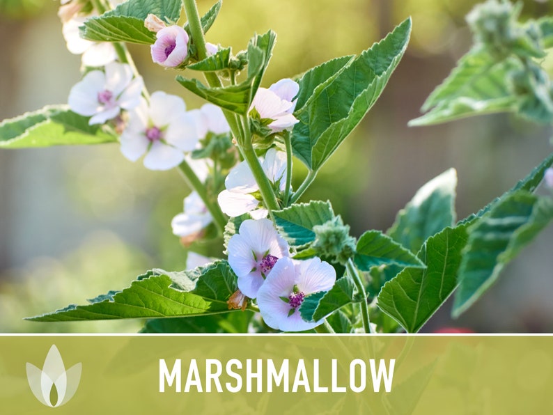 Marshmallow Medicinal Herb Heirloom Seeds Ancient Medicinal Etsy