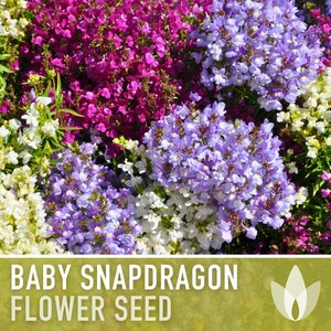 Baby Snapdragon (Toadflax) Flower Seeds - Heirloom Seeds, Spurred Snapdragon, Easy to Grow, Quick to Bloom, Linaria Maroccana, Non-GMO