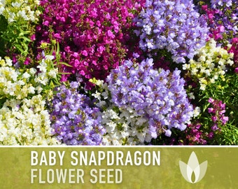 Baby Snapdragon (Toadflax) Flower Seeds - Heirloom Seeds, Spurred Snapdragon, Easy to Grow, Quick to Bloom, Linaria Maroccana, Non-GMO