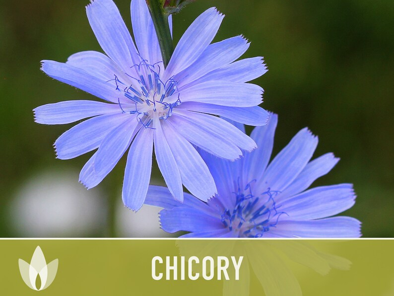 Chicory Wildflower Herb Heirloom Seeds Flower Seeds Etsy