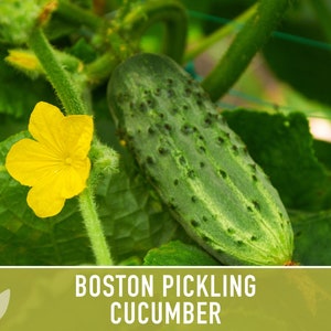 Boston Pickling Cucumber Seeds - Heirloom, Canning Pickle, Disease ...